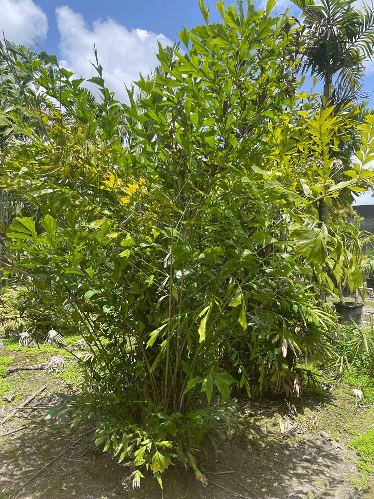 caryota-mitis-fishtail-palm