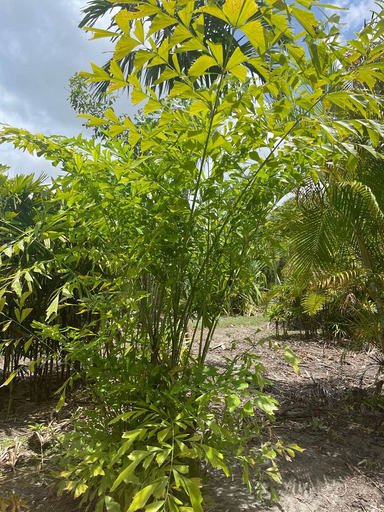 caryota-mitis-fishtail-palm