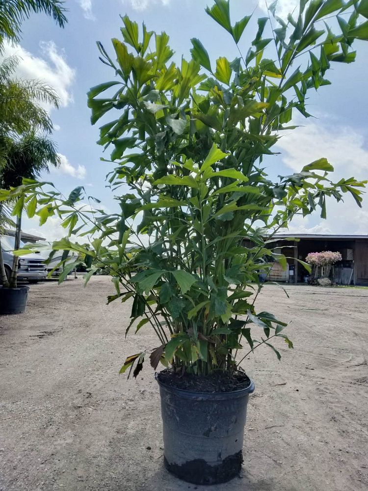 caryota-mitis-fishtail-palm
