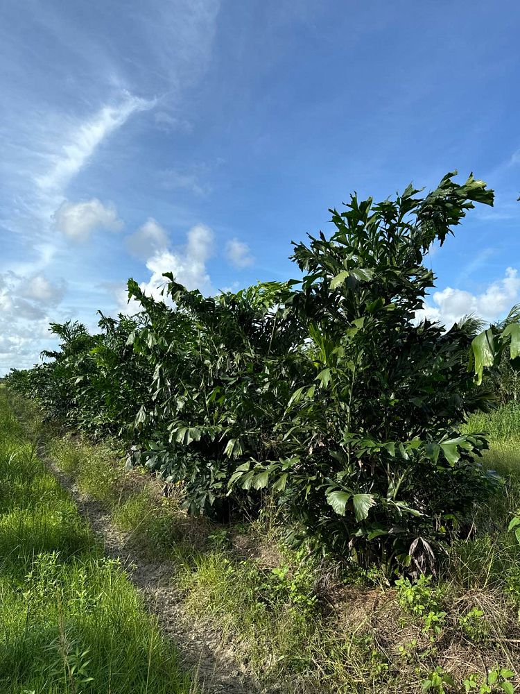 caryota-mitis-fishtail-palm