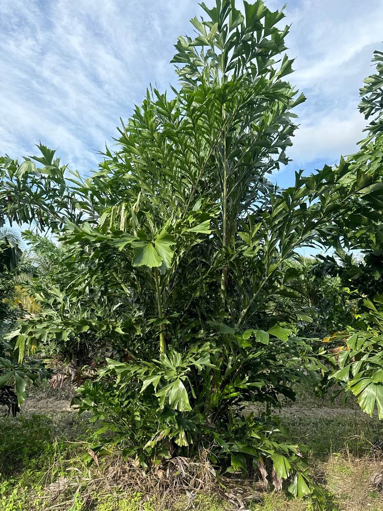 caryota-mitis-fishtail-palm