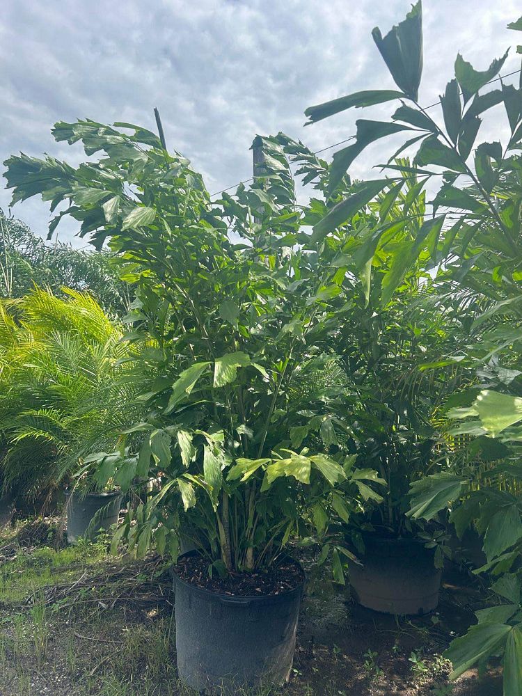 caryota-mitis-fishtail-palm