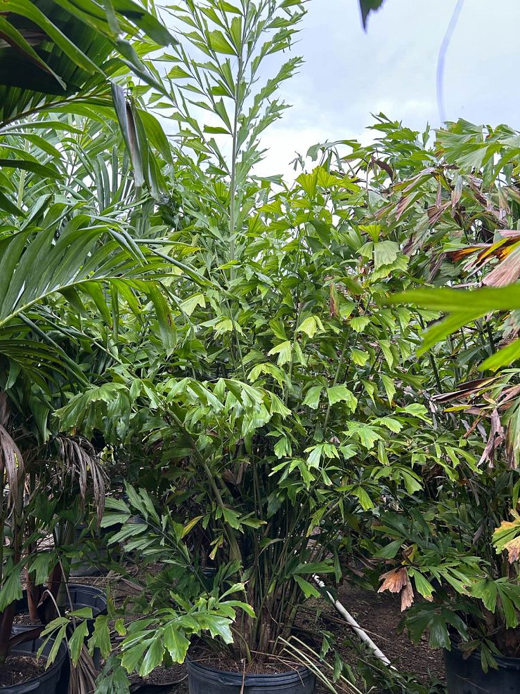 caryota-mitis-fishtail-palm