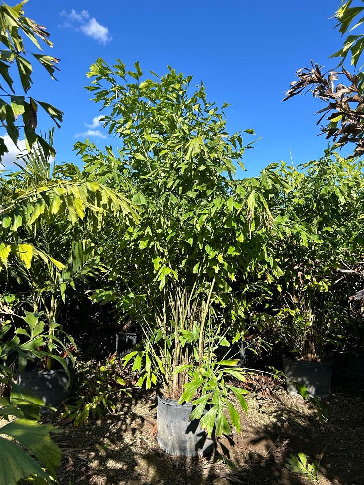 caryota-mitis-fishtail-palm