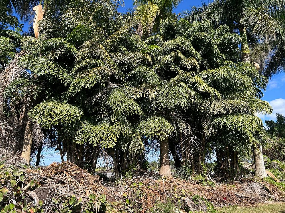 caryota-mitis-fishtail-palm