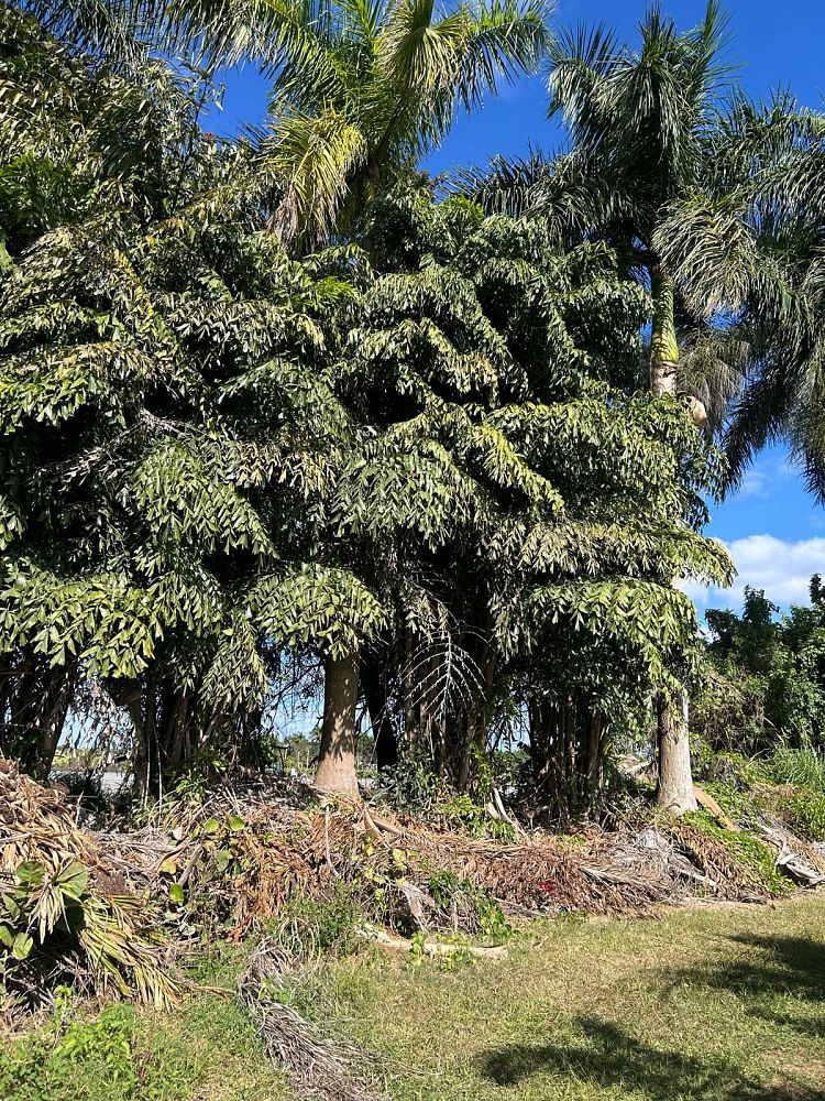 caryota-mitis-fishtail-palm