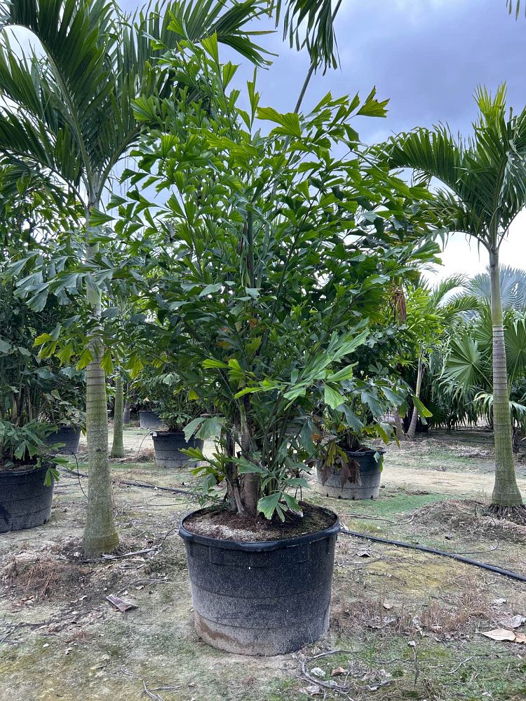 caryota-mitis-fishtail-palm