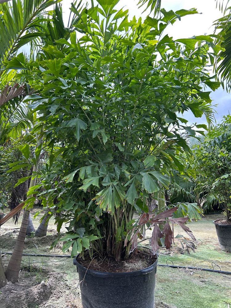 caryota-mitis-fishtail-palm