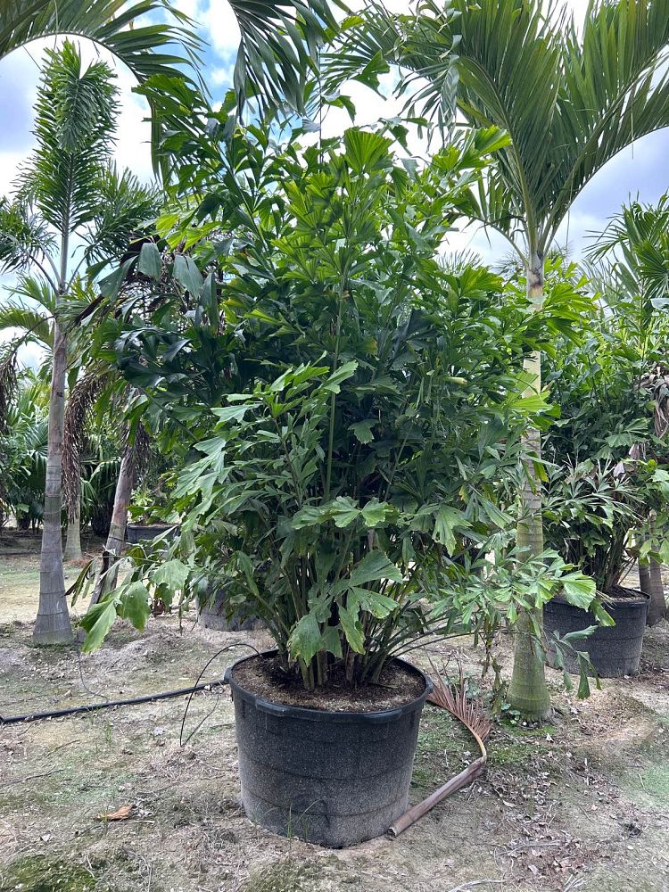 caryota-mitis-fishtail-palm