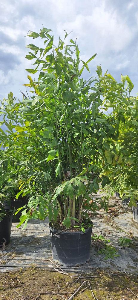 caryota-mitis-fishtail-palm