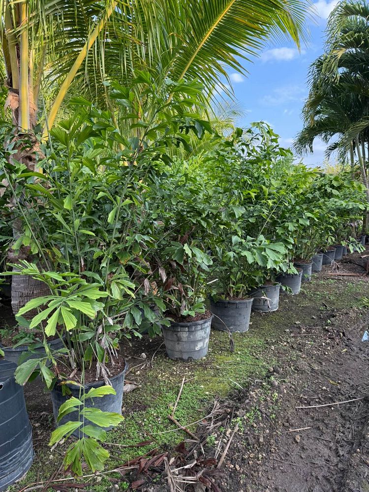 caryota-mitis-fishtail-palm