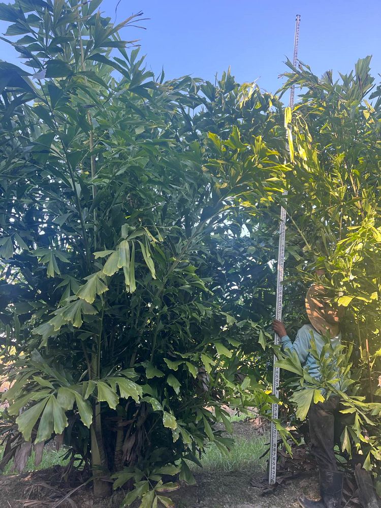 caryota-mitis-fishtail-palm