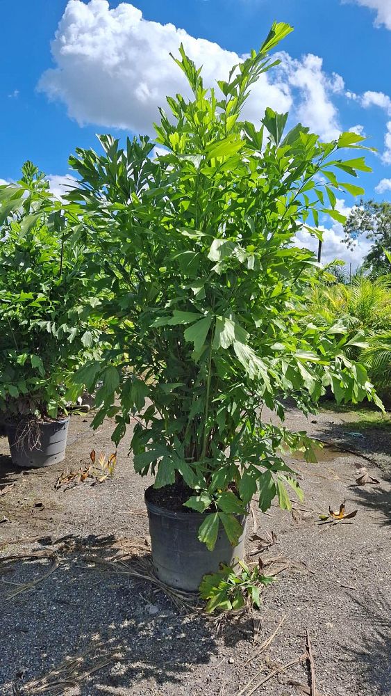 caryota-mitis-fishtail-palm
