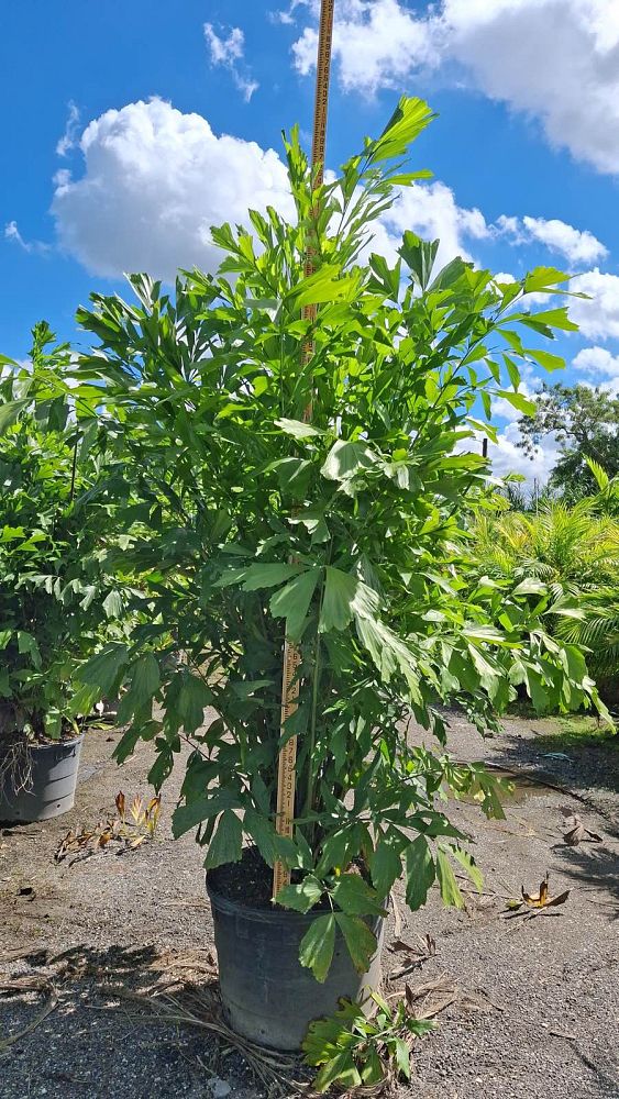 caryota-mitis-fishtail-palm