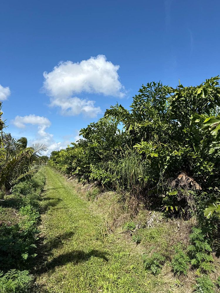 caryota-mitis-fishtail-palm