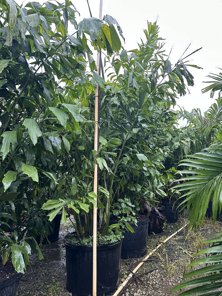 caryota-mitis-fishtail-palm