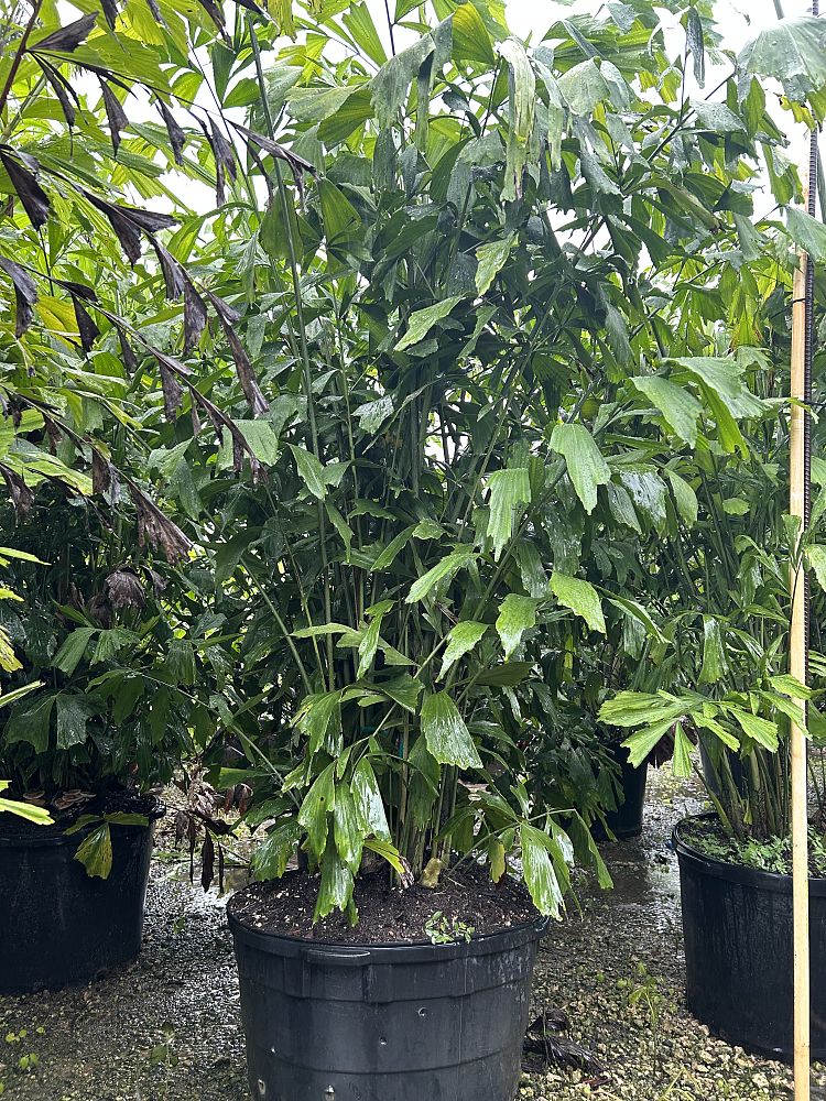 caryota-mitis-fishtail-palm