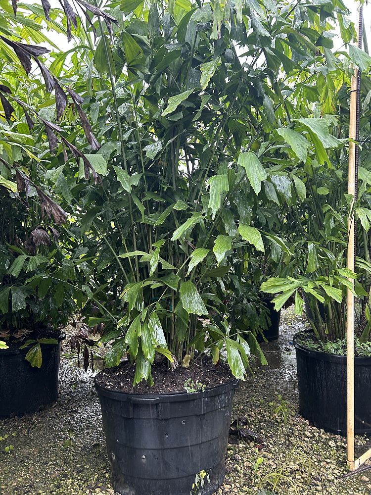 caryota-mitis-fishtail-palm
