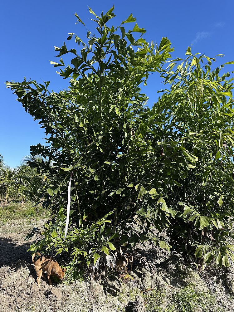 caryota-mitis-fishtail-palm