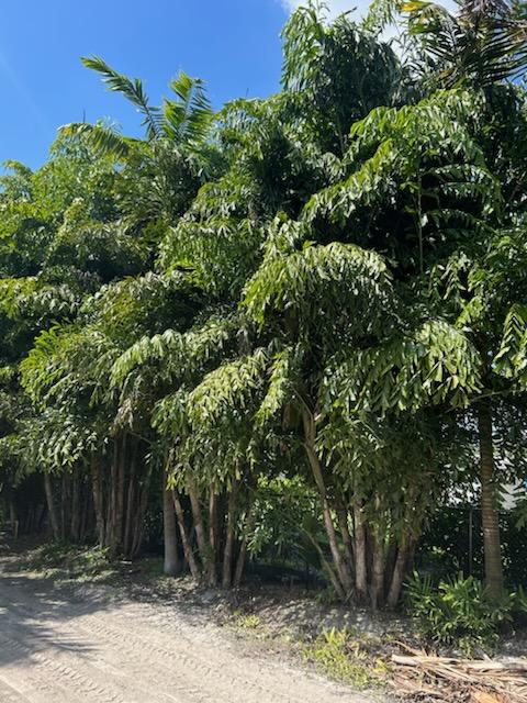 caryota-mitis-fishtail-palm