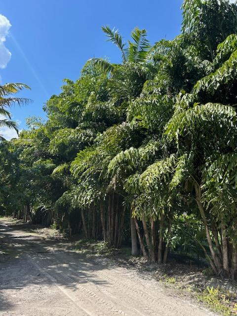 caryota-mitis-fishtail-palm