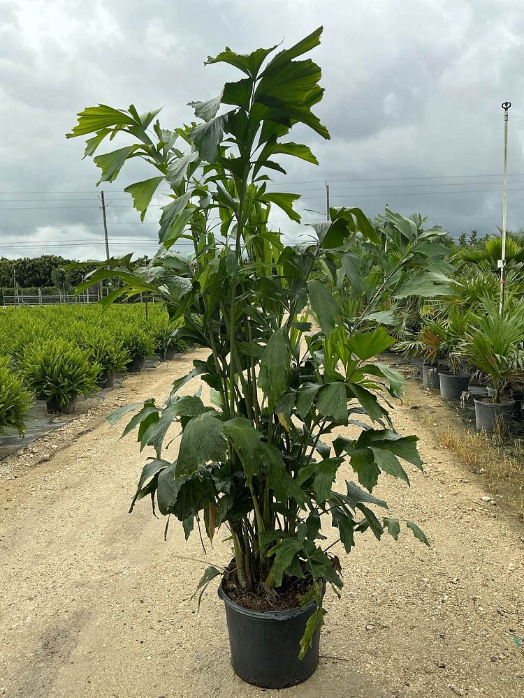 caryota-mitis-fishtail-palm