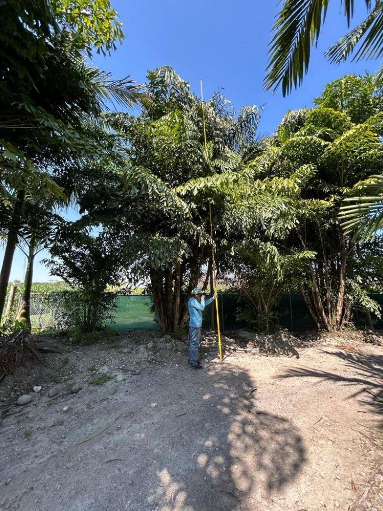 caryota-mitis-fishtail-palm