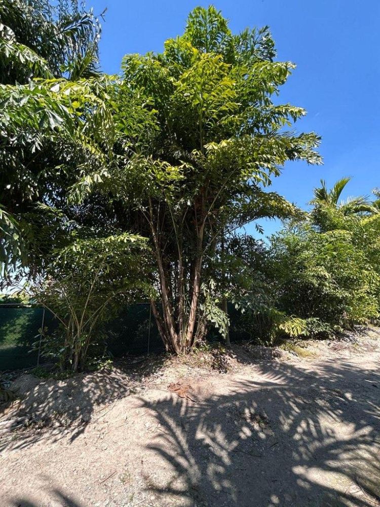 caryota-mitis-fishtail-palm