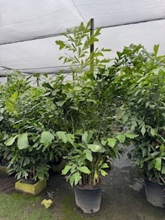 caryota-mitis-fishtail-palm
