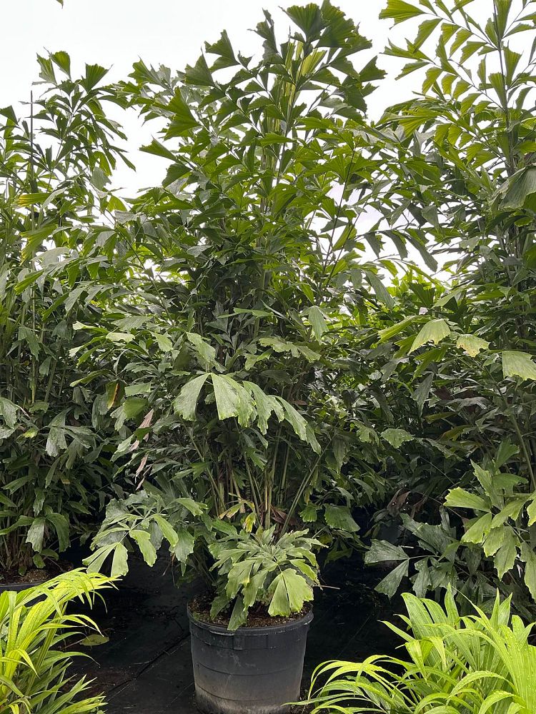 caryota-mitis-fishtail-palm