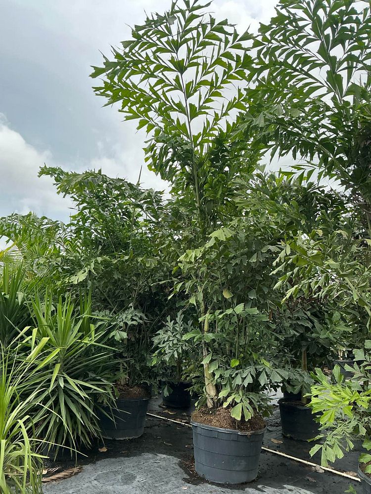 caryota-mitis-fishtail-palm
