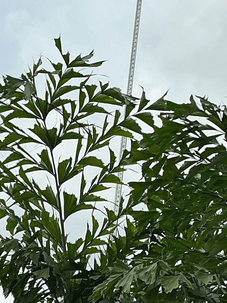 caryota-mitis-fishtail-palm