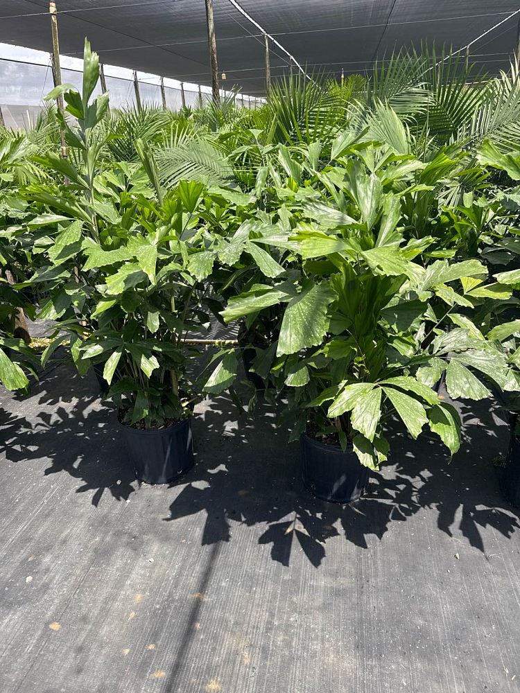 caryota-mitis-fishtail-palm