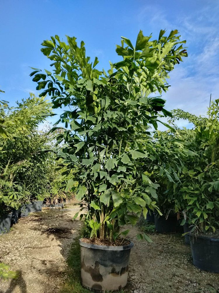 caryota-mitis-fishtail-palm