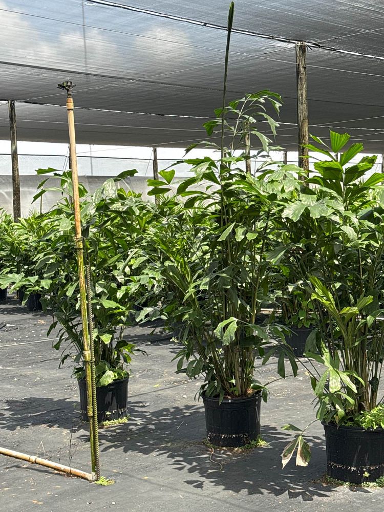 caryota-mitis-fishtail-palm