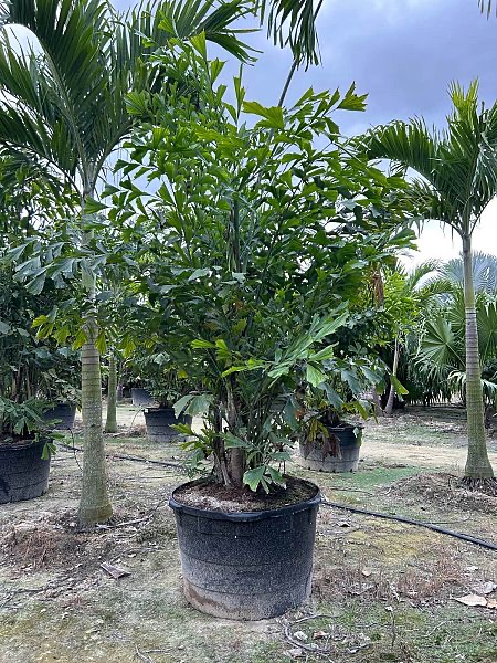 caryota-mitis-fishtail-palm