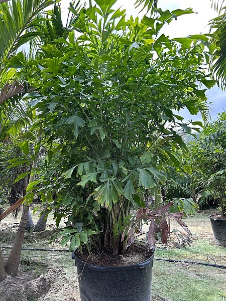caryota-mitis-fishtail-palm