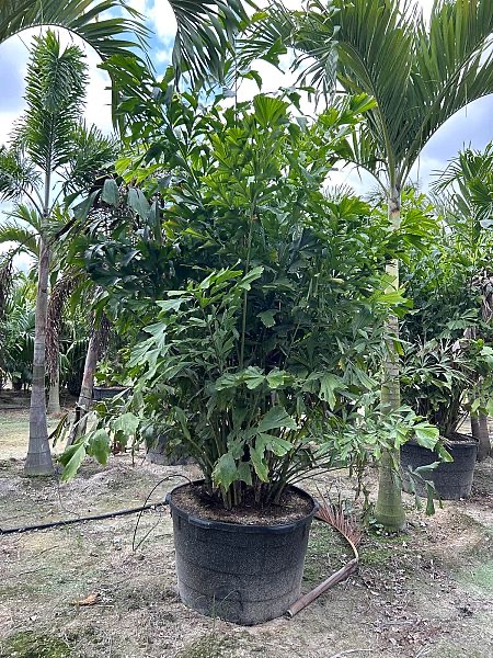 caryota-mitis-fishtail-palm