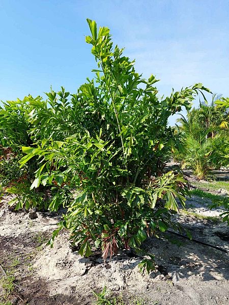 caryota-mitis-fishtail-palm