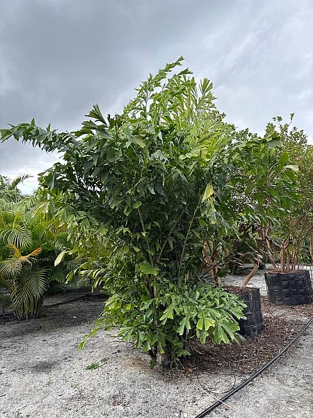 caryota-mitis-fishtail-palm