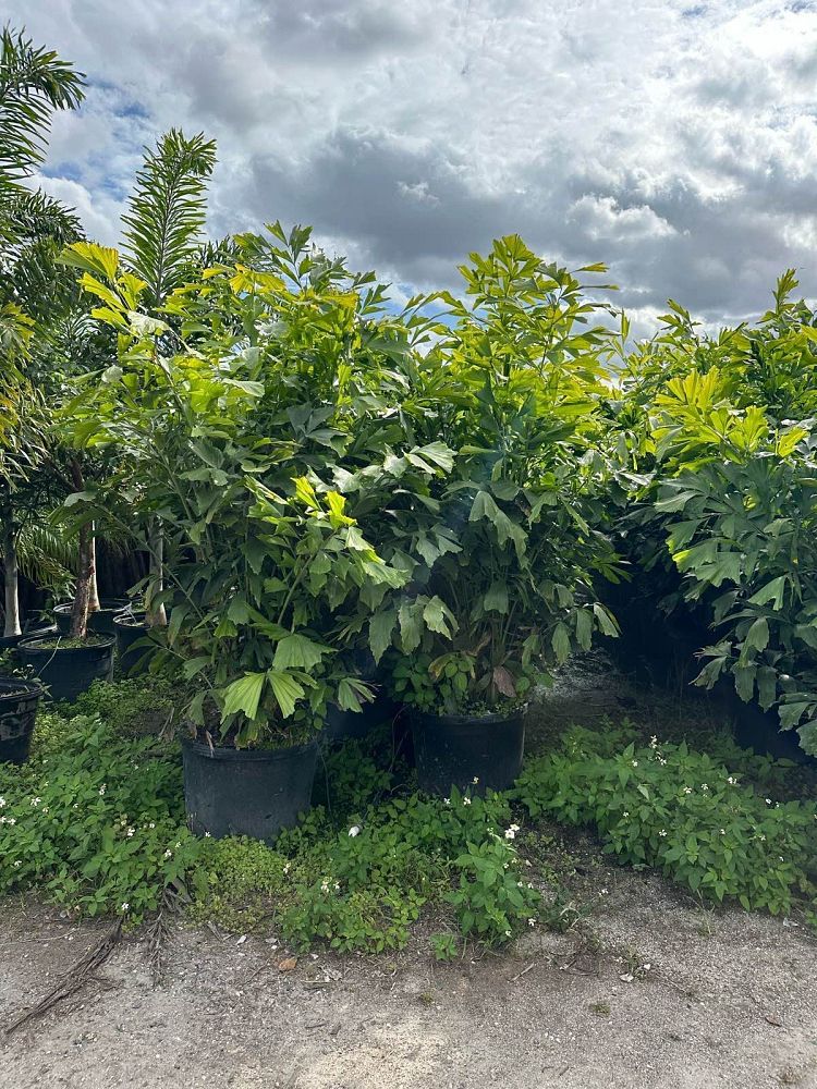 caryota-mitis-fishtail-palm