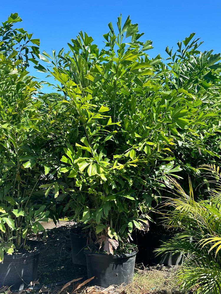 caryota-mitis-fishtail-palm