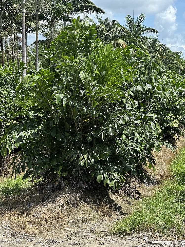 caryota-mitis-fishtail-palm