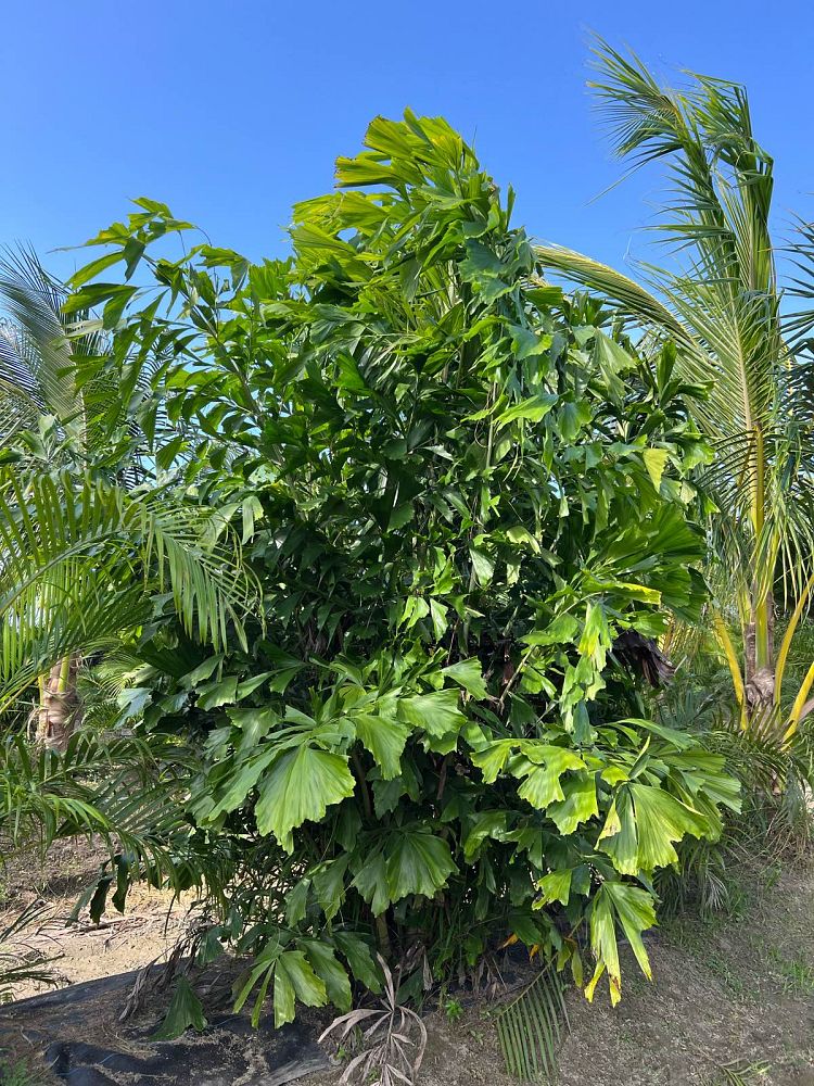 caryota-mitis-fishtail-palm