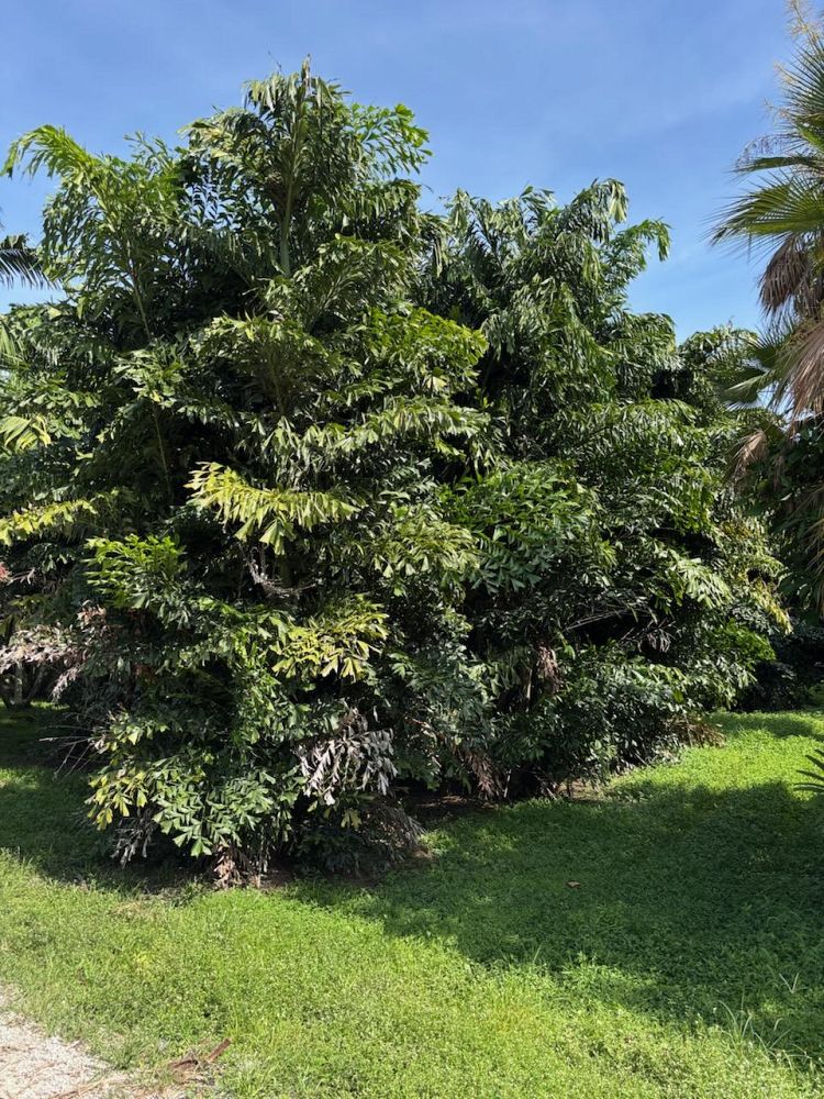 caryota-mitis-fishtail-palm