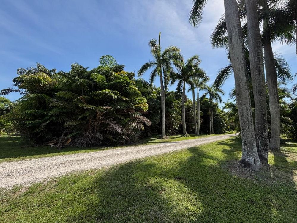 caryota-mitis-fishtail-palm