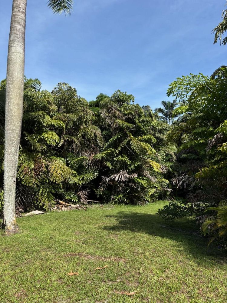 caryota-mitis-fishtail-palm