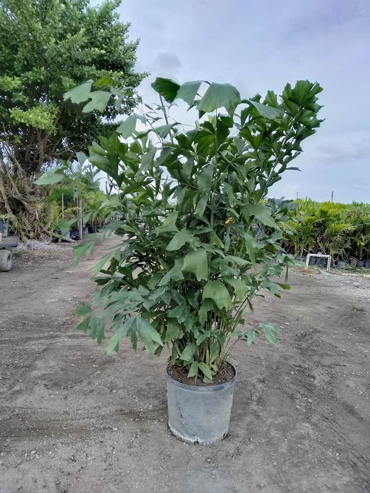 caryota-mitis-fishtail-palm