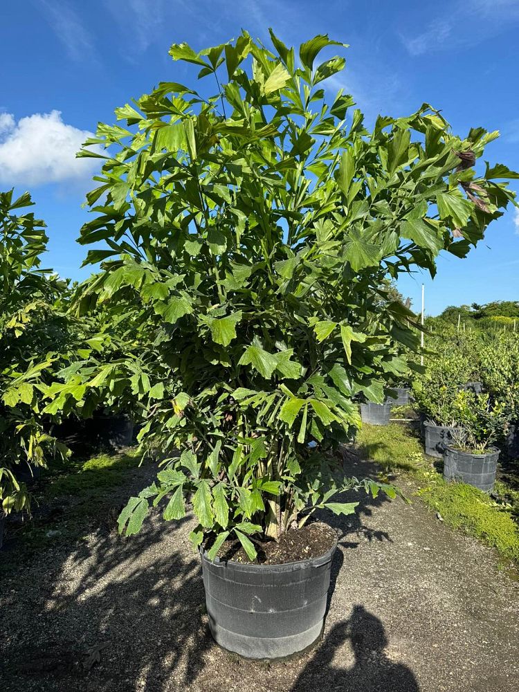 caryota-mitis-fishtail-palm