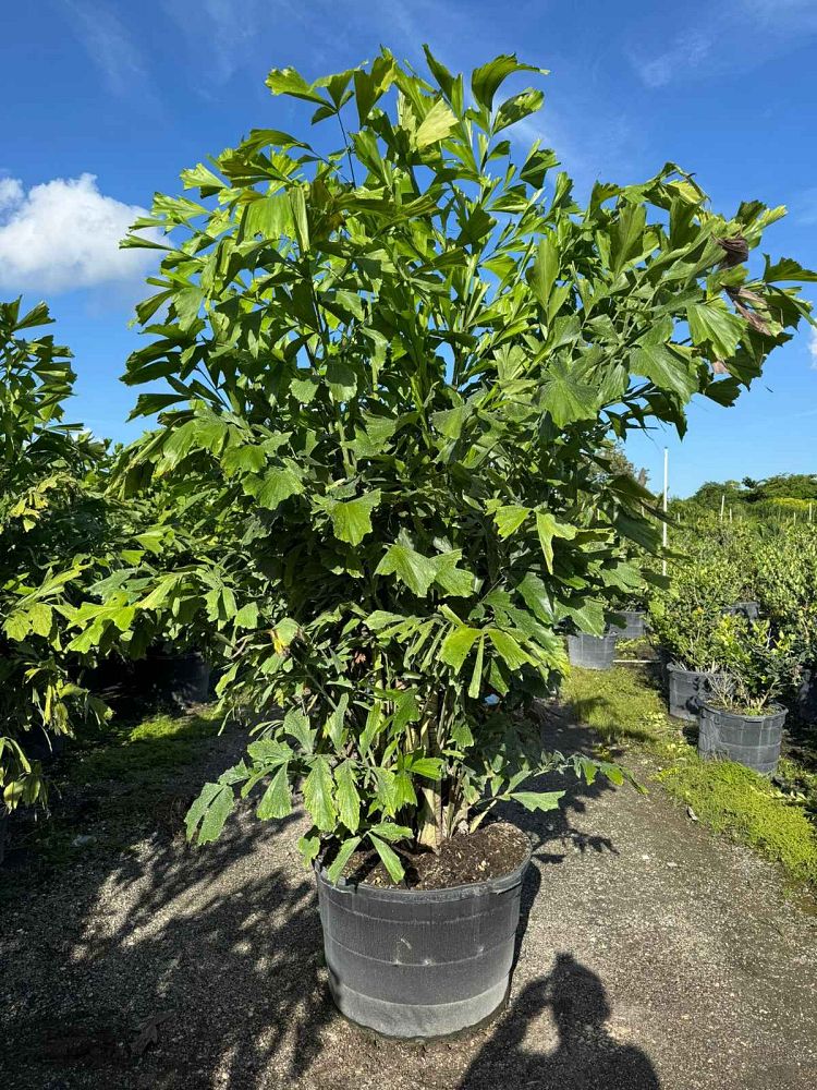 caryota-mitis-fishtail-palm